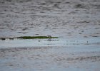 Krombekstrandloper (Curlew sandpiper) (Calidris ferruginea) - Ogii Nuur 14-08-2016 (2)